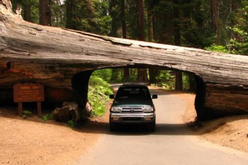 2907Sequoia[1]